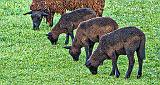 Baa Baa Brown Sheep_P1140524